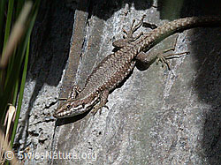 Foto: Mauereidechse (Podarcis muralis)