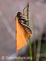 Foto: Gelber Alpen-Flechtenbär (Setina aurita)
