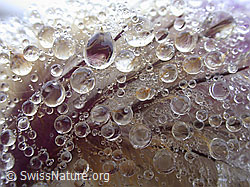 Foto: Wassertropfen auf Frühlingsanemone