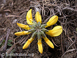 Foto: Schopfiger Hufeisenklee mit geschlossenen Blüten