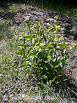 Schwalbenwurz (Vincetoxicum hirundinaria) (ESCN0106)