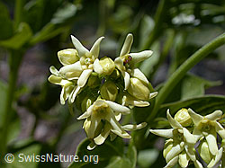 Schwalbenwurz (Vincetoxicum hirundinaria) (ESCN0107)