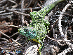 Foto: Smaragdeidechse (Lacerta bilineata) auf Ast