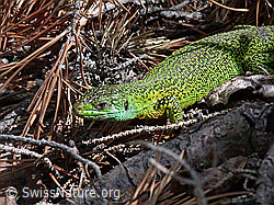 Foto: Smaragdeidechse (Lacerta bilineata)