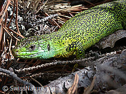 Foto: Smaragdeidechse (Lacerta bilineata)