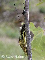 ESCN0268: Schmetterlingshaft (Libelloides coccajus)