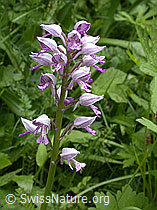 Foto: Helm-Knabenkraut (Orchis militaris)