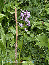 Foto: Helm-Knabenkraut (Orchis militaris)