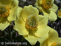 Foto: Schwefel-Anemone, Blüten