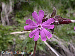Foto: Rote Waldnelke, Blüte