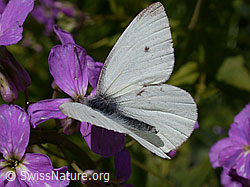 Kleiner Kohlweissling (Pieris rapae) (ESCN0603) Kleiner Kohlweissling (Pieris rapae) (ESCN0603)