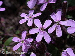 Photo: Rotes Seifenkraut