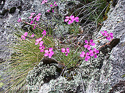 Foto: Stein-Nelke