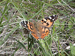 Foto: Distelfalter (Cynthia cardui)