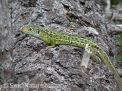 Foto: Smaragdeidechse (Lacerta bilineata) auf Baumstamm