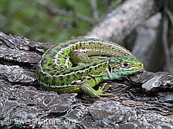 Foto: Smaragdeidechse (Lacerta bilineata) auf Baumstamm