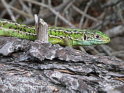 Foto: Smaragdeidechse (Lacerta bilineata)
