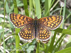 Foto: Wachtelweizen-Scheckenfalter (Melitaea athalia)