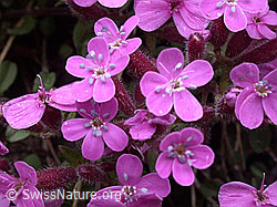 Photo: Rotes Seifenkraut, mehrere Blüten