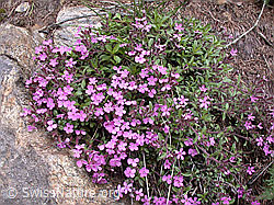 Photo: Rotes Seifenkraut, Polster
