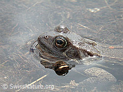 Foto: Grasfrosch (Rana temporaria)