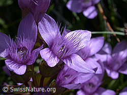 Photo: Feld-Enzian, Blüte