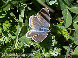 Foto: Himmelblauer Bläuling