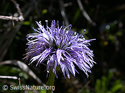 Foto: Herzblättrige Kugelblume, Blüte
