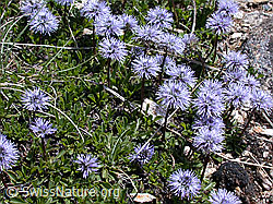 Foto: Polster mit herzblättrigen Kugelblumen