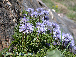 Foto: Mehrere herzblättrige Kugelblumen