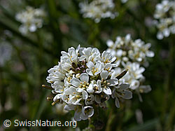 Photo: Bach-Gänsekresse, Blüte