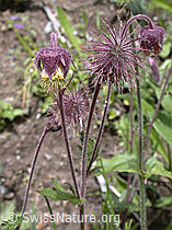 Foto: Bach-Nelkenwurz (Geum rivale)