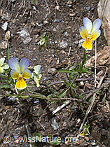 Foto: Feld-Stiefmütterchen, Echtes Stiefmütterchen