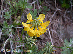 Foto: Schopfiger Hufeisenklee, Blüte