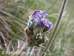 Foto: Samtiger Spitzkiel, Blüte
