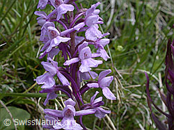 Foto: Langspornige Handwurz, Blüten