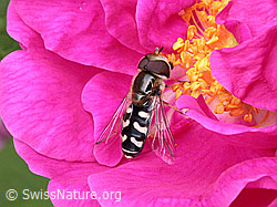 Späte Grossstirnschwebfliege (Scaeva pyrastri) auf Blüte einer Rose (ESCN1738) Späte Grossstirnschwebfliege (Scaeva pyrastri) auf Blüte einer Rose (ESCN1738)