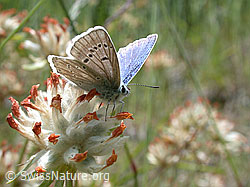 Foto: Himmelblauer Bläuling