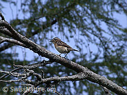 ESCN2122: Braunkehlchen (Saxicola rubetra)