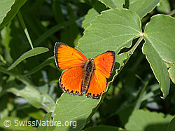 Foto: Dukatenfalter (Lycaena virgaureae)