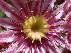 Foto: Echte Hauswurz, Nahaufnahme der Blüte