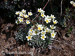 Foto: Trauben-Steinbrech (Saxifraga paniculata)