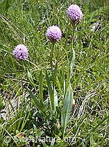 Foto: Kugelorchis
