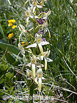 Foto: Weisses Breitkölbchen (Platanthera bifolia)