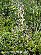 Foto: Weisses Breitkölbchen (Platanthera bifolia)