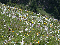 Foto: Wiese mit unzähligen weissen Trichterlilien