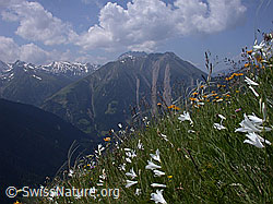 Foto: Weisse Trichterlilien und Federgras