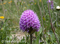 Foto: Kugelorchis, Blüte