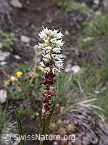 Foto: Knöllchen-Knöterich, Blüte