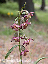 Foto: Braunrote Sumpfwurz (Epipactis atrorubens)